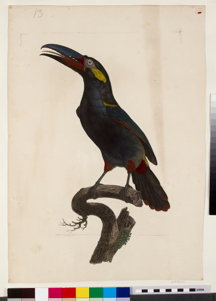 Ashmolean Museum Image Library A Male Guianan Toucanet